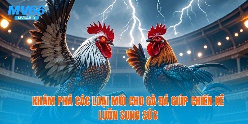 🐓 Các Loại Mồi Cho Gà Đá Giúp Chiến Kê Luôn Sung Sức