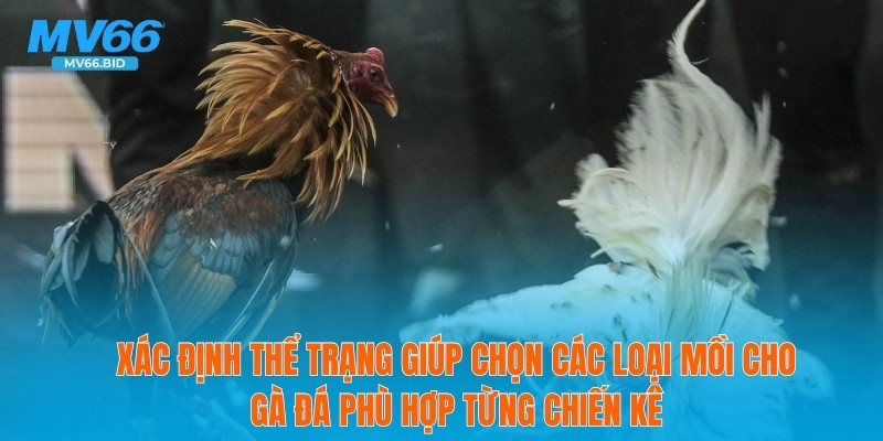 Xác định thể trạng giúp chọn các loại mồi cho gà đá phù hợp từng chiến kê