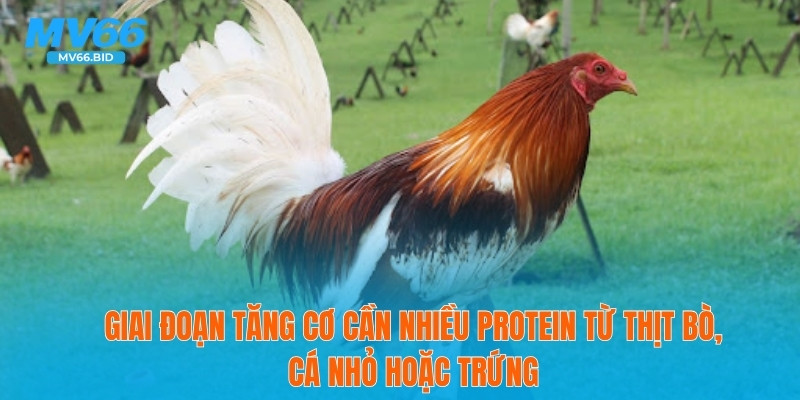 Giai đoạn tăng cơ cần nhiều protein từ thịt bò, cá nhỏ hoặc trứng