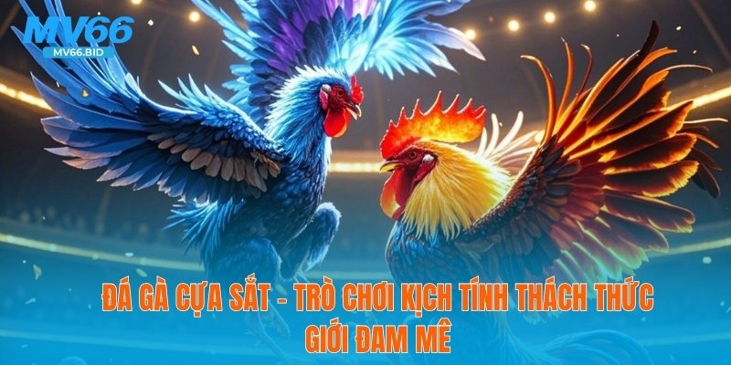 Đá gà cựa sắt