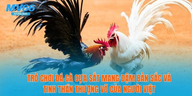 Trò chơi đá gà cựa sắt mang đậm bản sắc và tinh thần thượng võ của người Việt