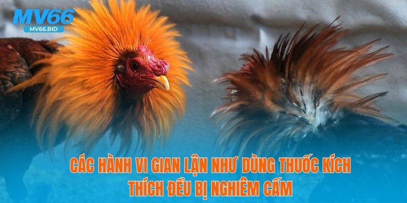 Các hành vi gian lận như dùng thuốc kích thích đều bị nghiêm cấm