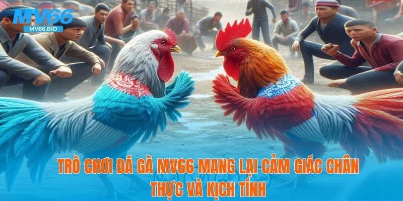 Trò chơi đá gà MV66 mang lại cảm giác chân thực và kịch tính