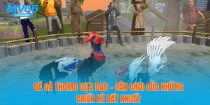 Đá Gà Thomo Cựa Dao – Sân Chơi Của Chiến Kê Bất Khuất