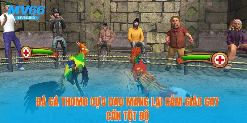 Đá gà Thomo cựa dao mang lại cảm giác gay cấn tột độ