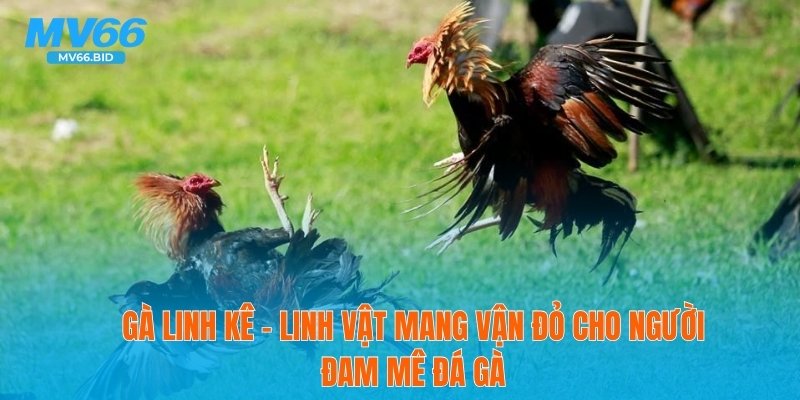 🐓 Gà Linh Kê – Linh Vật Mang Vận Đỏ Cho Người Đam Mê