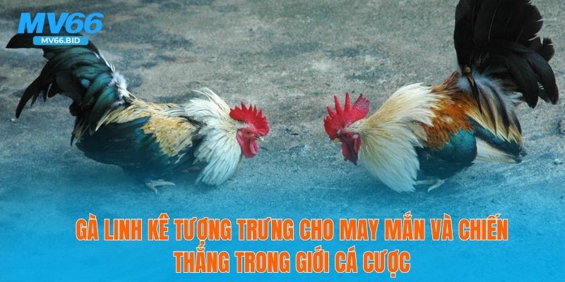 Gà linh kê tượng trưng cho may mắn và chiến thắng trong giới cá cược