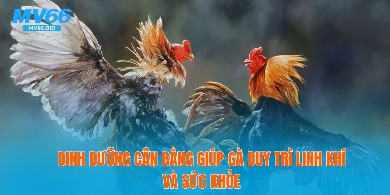 Dinh dưỡng cân bằng giúp gà duy trì linh khí và sức khỏe